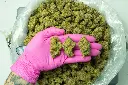 Gumbo_3-26-26 PINK.webp