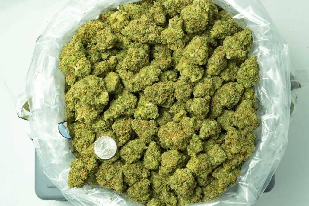 Jack Herer_4-1-26 BAG.webp