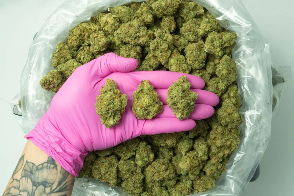 Jack Herer_4-1-26 PINK.webp