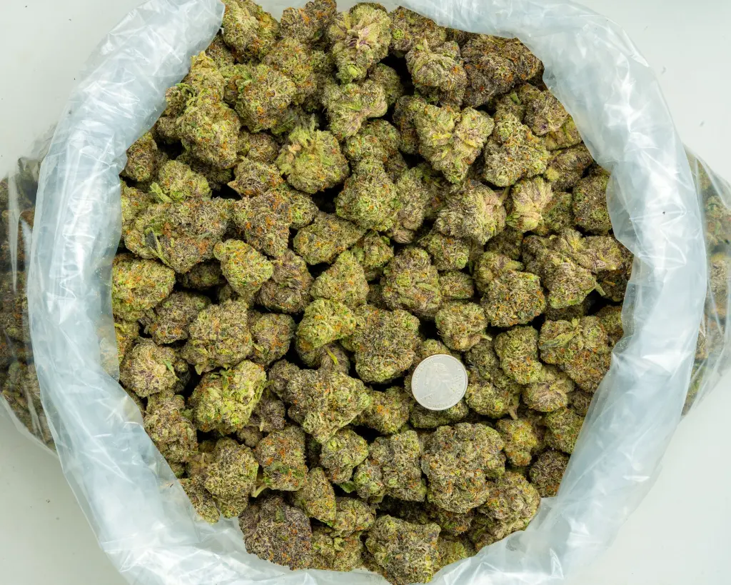 Lantz Bigs-BAG- 120825.webp