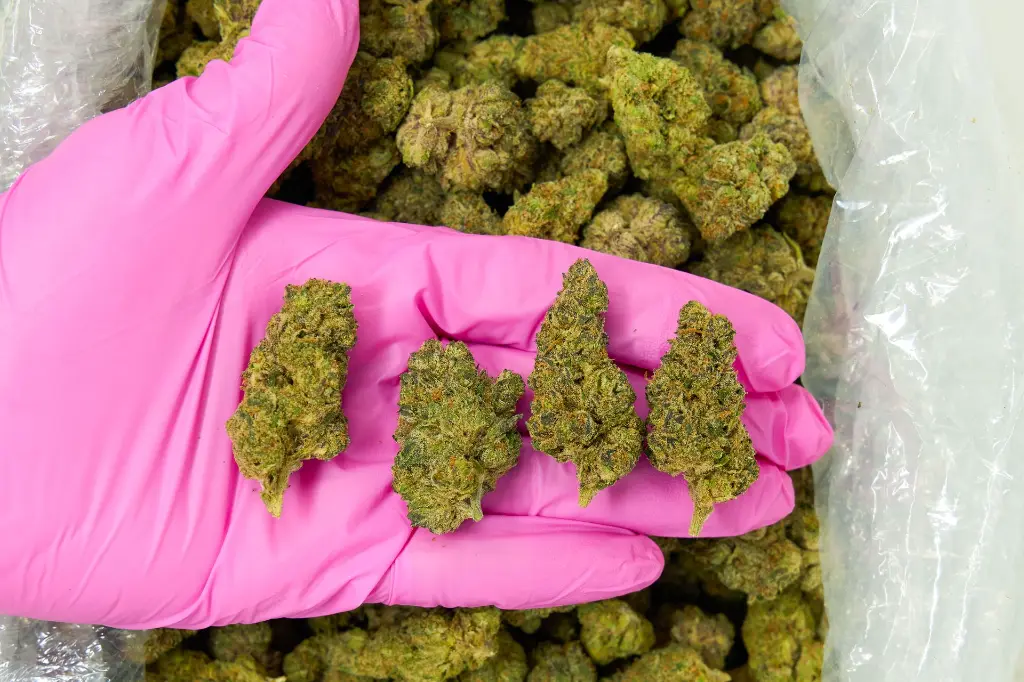 Black Cherry Funk 4-3-26 PINK.webp