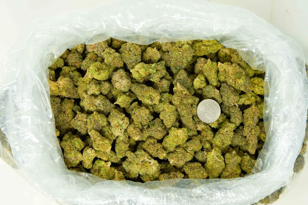 Black Cherry Funk 4-3-26 BAG.webp