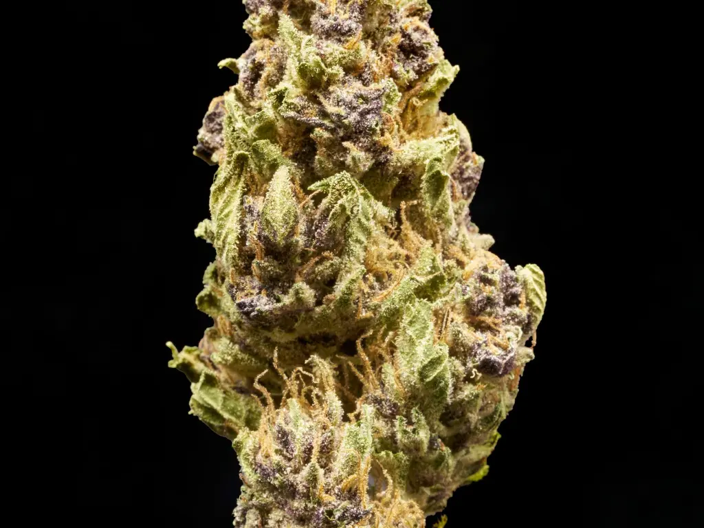 Tigre 4-3-26 BUD.webp