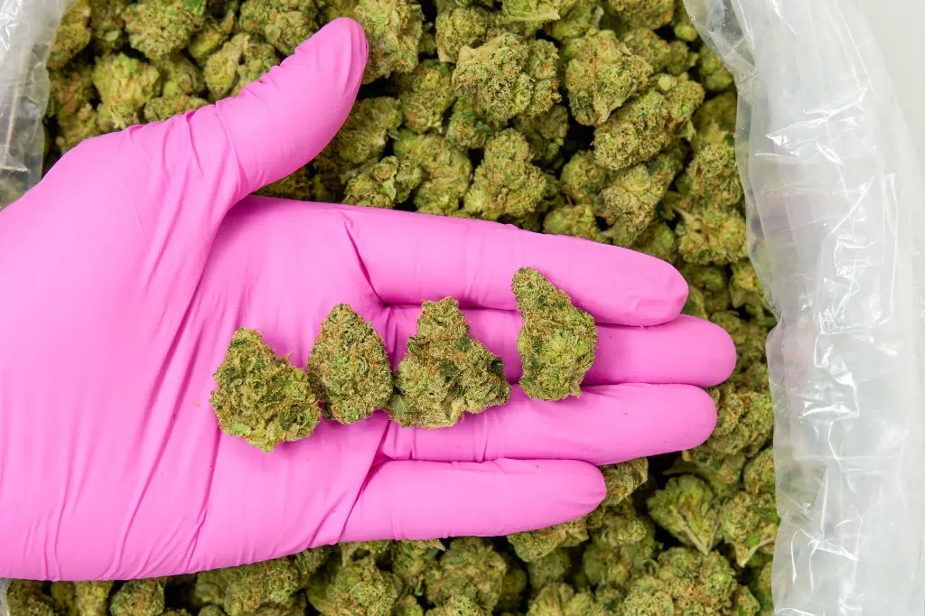 Cali-O Mediums 4-3-26 PINK.webp