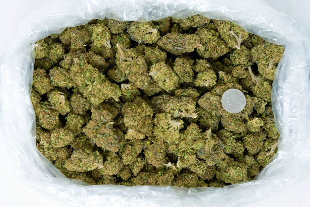 Gelato 4-3-26 BAG.webp