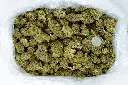 Gelato 4-3-26 BAG.webp