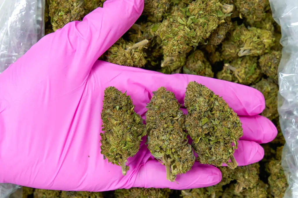 Gelato 4-3-26 PINK.webp