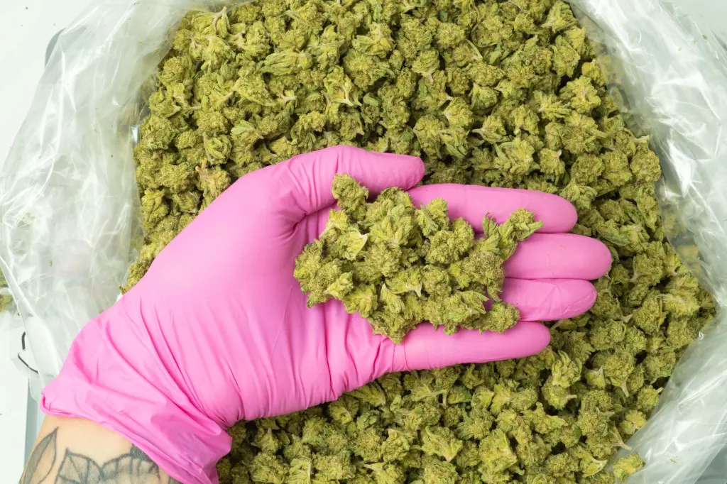 Face Meltz 4-9-26 PINK.webp