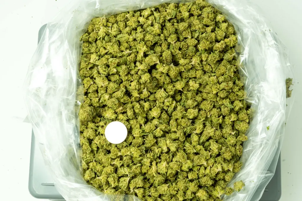 Face Meltz 4-9-26 BAG.webp