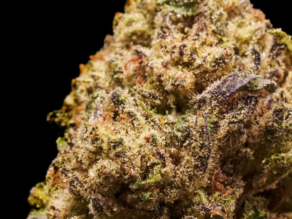 Black Scottie xOz 4-3-26 BUD.webp