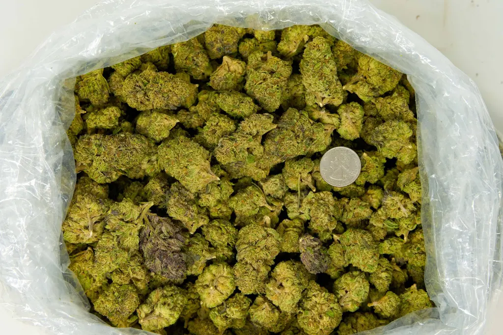 Black Scotti O2 4-3-26 BAG.webp