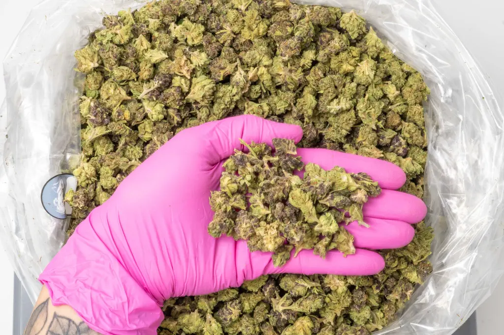 Candyland Smalls 4-10-26 PINK.webp