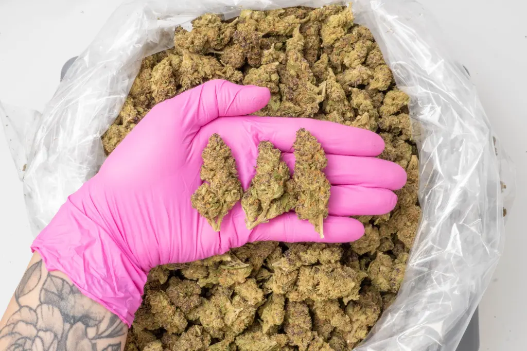 Runtz 4-10-26 PINK.webp