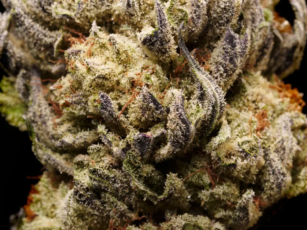 King Gelato 5.webp