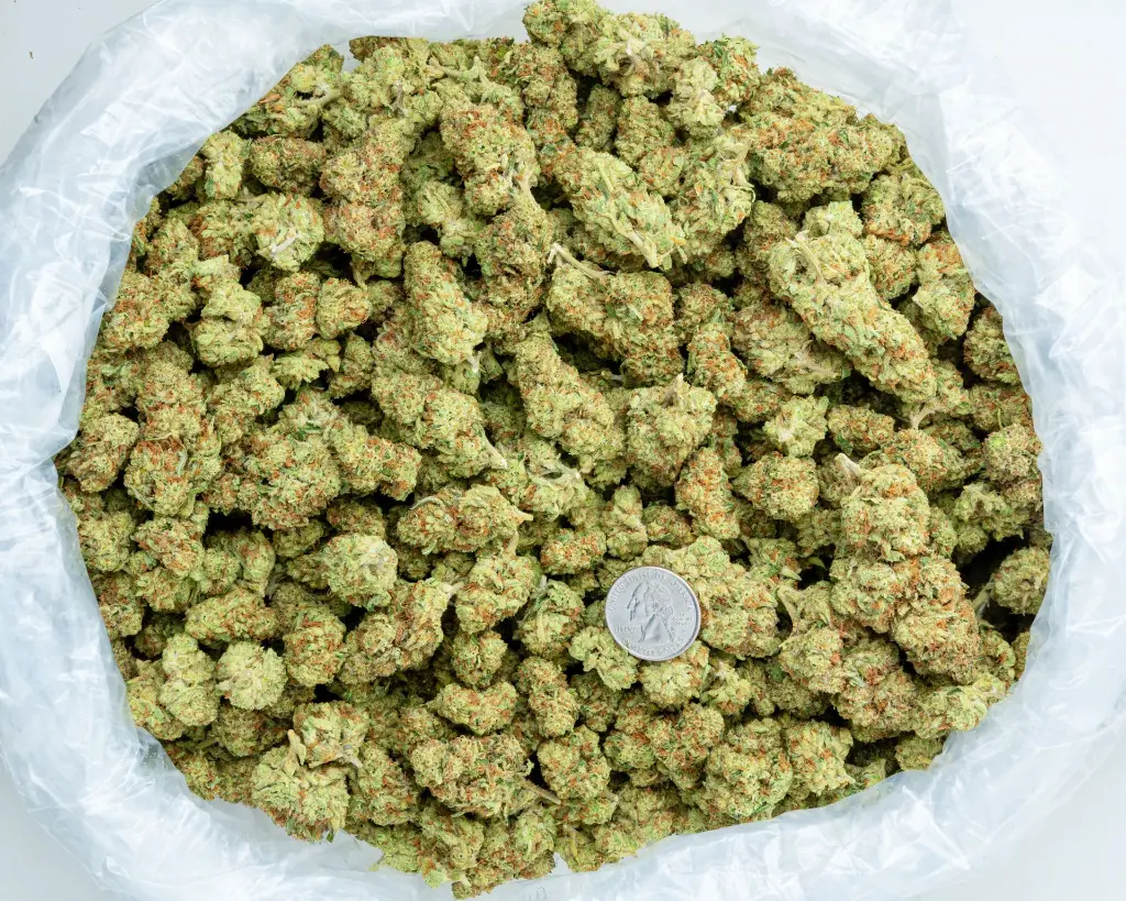 Sour Kush Breath -BAG- 011226.webp