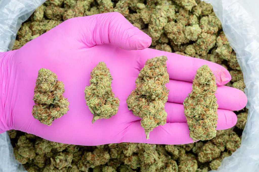 Sour Kush Breath -PINK- 011226 (1).webp