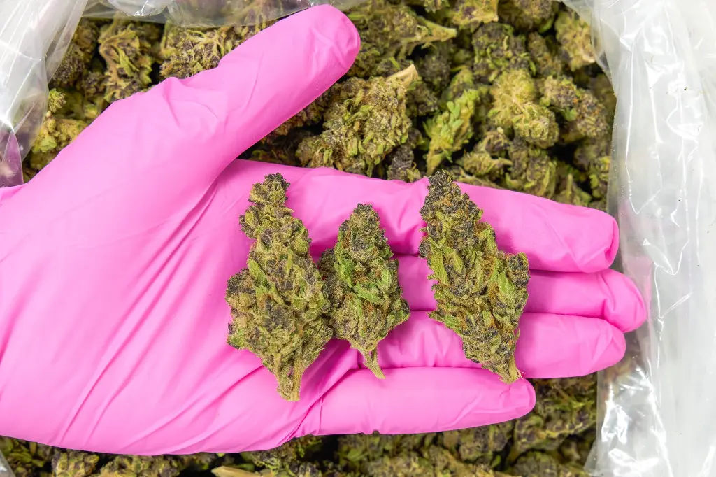 Tigre 4-3-26 PINK (1).webp