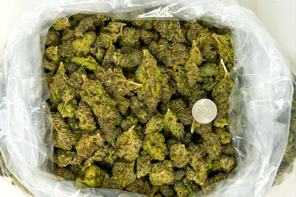 Tigre 4-3-26 BAG (1).webp