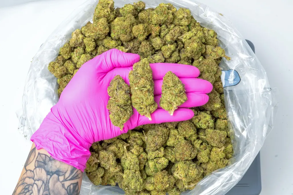 Candy Fumes 4-10-26 PINK (1).webp