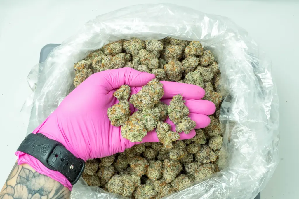 Motorhead 4-10-26 PINK (1).webp