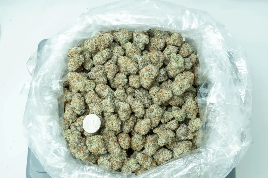 Motorhead 4-10-26 BAG (1).webp