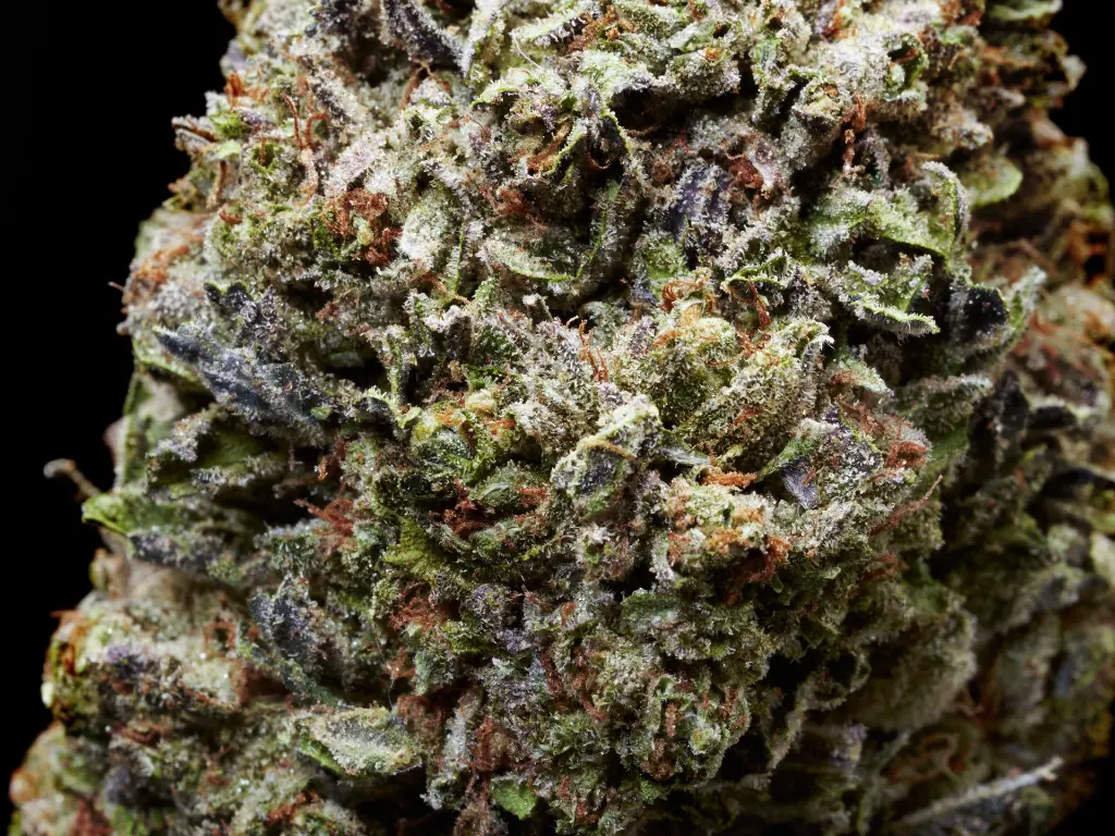 Black ICE_4-10-26 BUD.webp