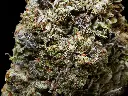 Black ICE_4-10-26 BUD.webp