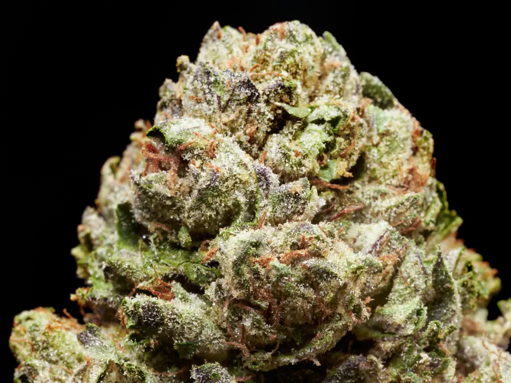 LCG 4-10-26 Bud2.webp