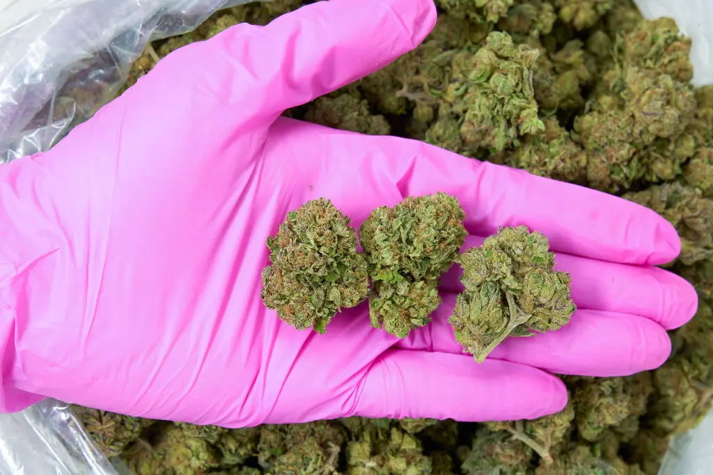 LCG 4-10-26 PINK.webp