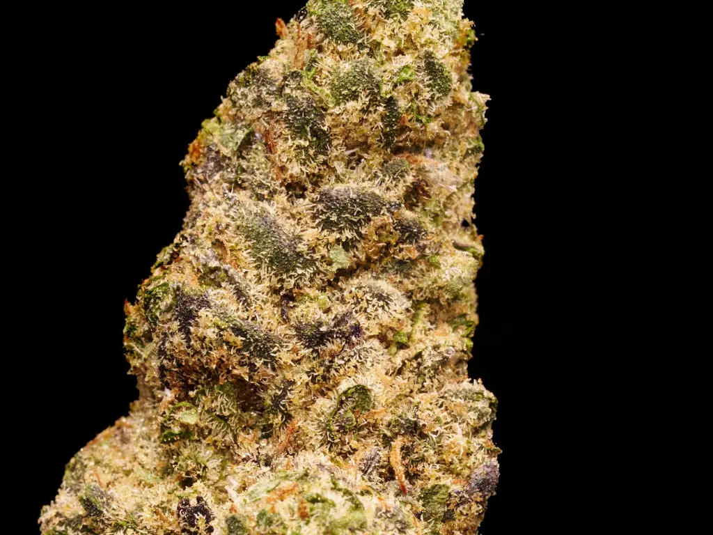 Black Cherry Funk 4-3-26 BUD (2).webp