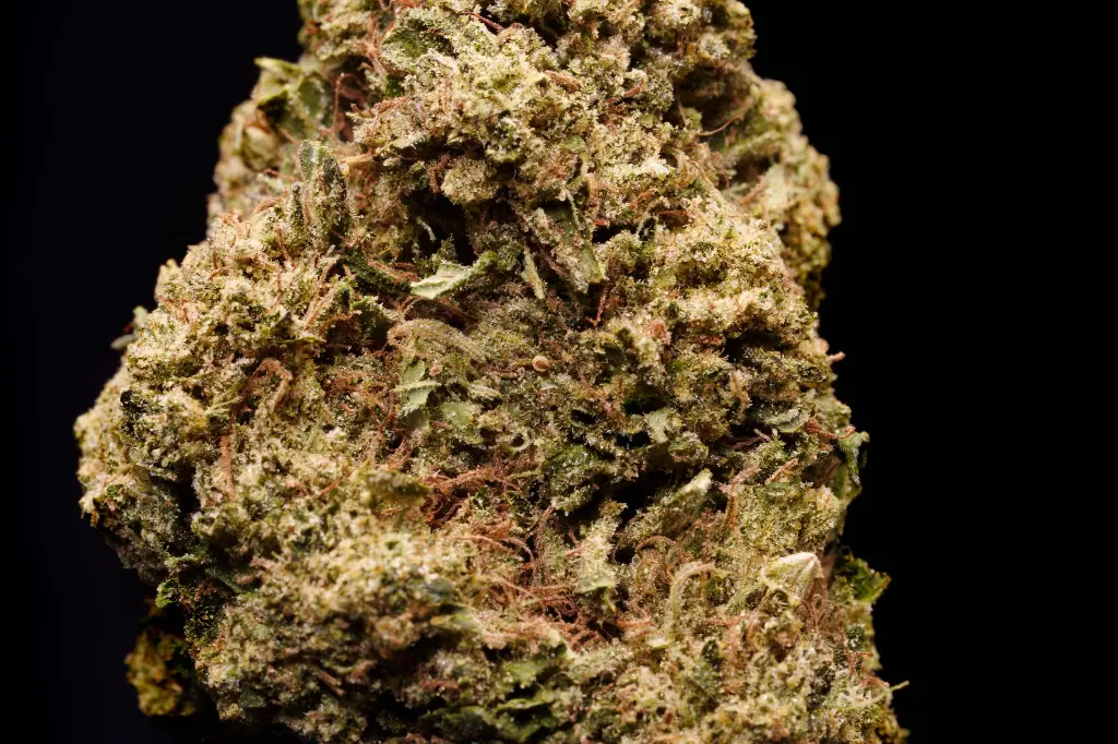 Sunset Sherbet 4-8-26 BUD.webp