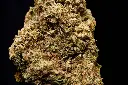 Sunset Sherbet 4-8-26 BUD.webp