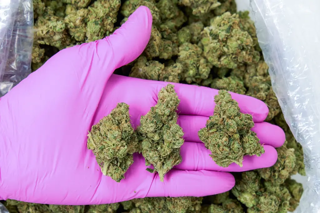 Cali-O 4-3-26 PINK (1).webp