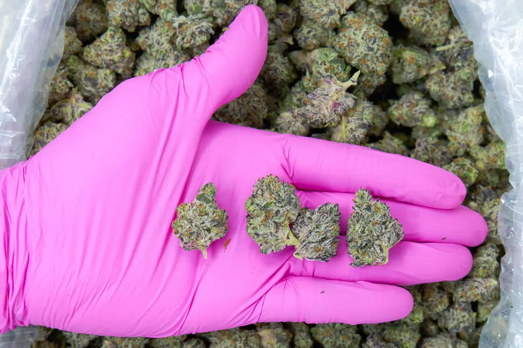 White Truffle Mediums 4-3-26 PINK.webp