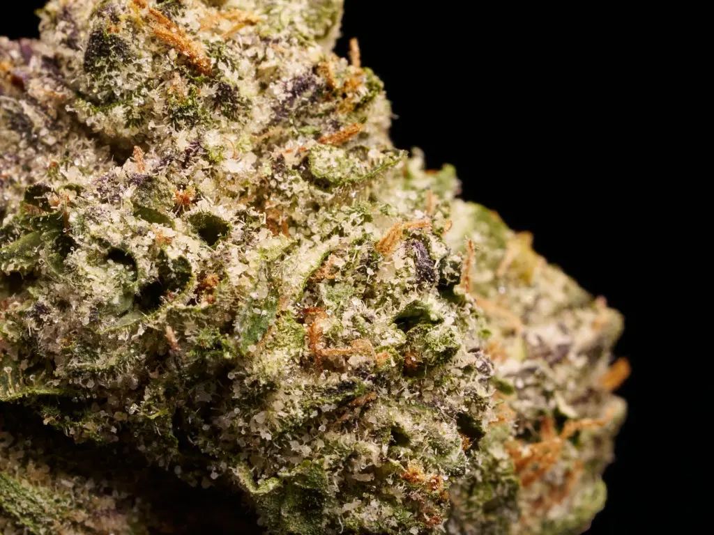 Amaretti Limon Runtz Mediums 4-3-26 BUd2.webp