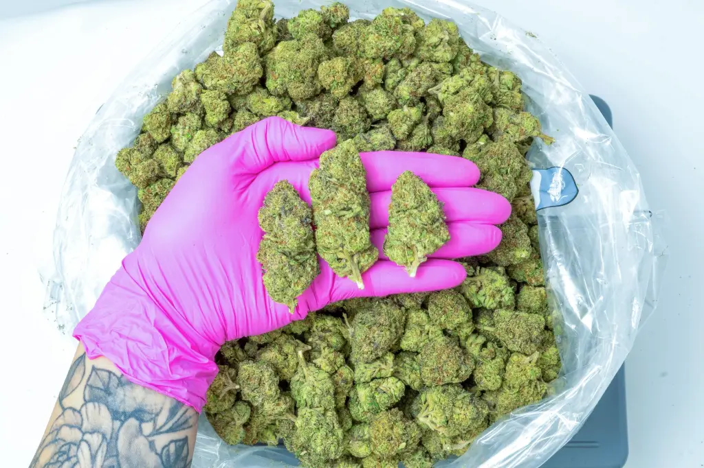 Candy Fumes 4-10-26 PINK (2).webp