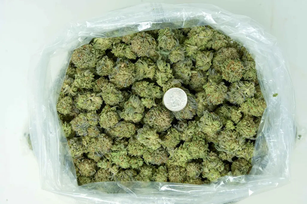 King Gelato_4-10-26 BAG.webp