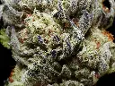 King Gelato_4-10-26 BUD.webp