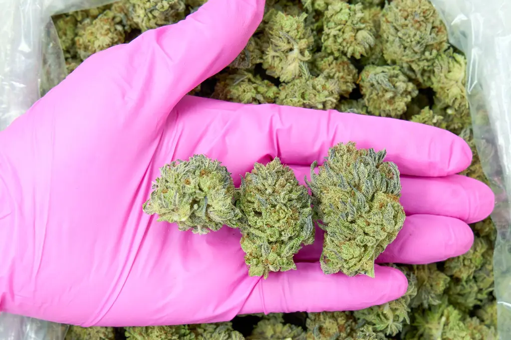 King Gelato_4-10-26 PINK.webp