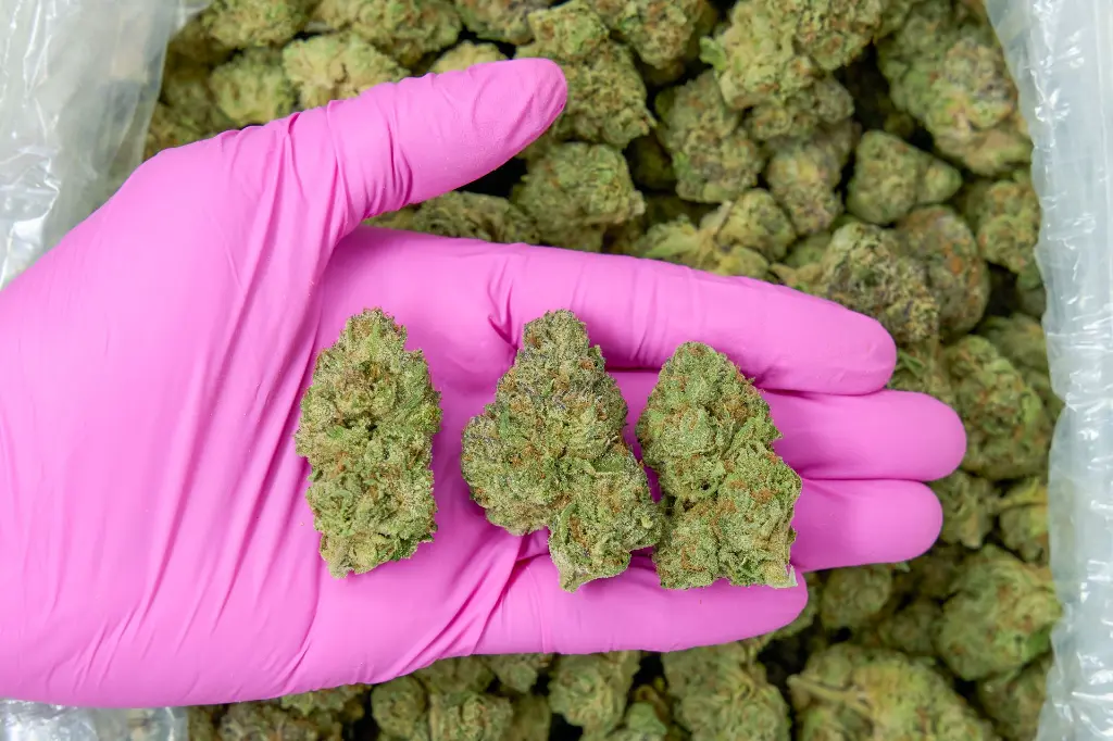 Amaretti Limon Runtz _4-3-26 PINK (1).webp