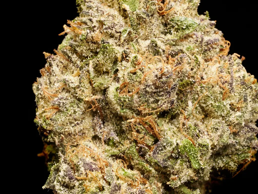 Amaretti Limon Runtz _4-3-26 BUD2 (1).webp