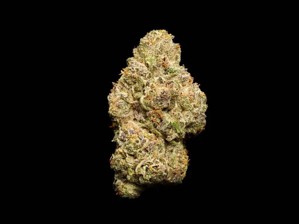 Amaretti Limon Runtz _4-3-26 BUD (1).webp