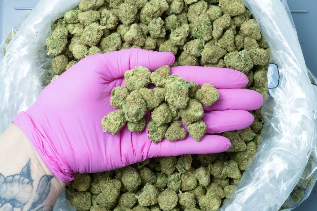 WhiteLemonMediums_3-17-26 PINK.webp