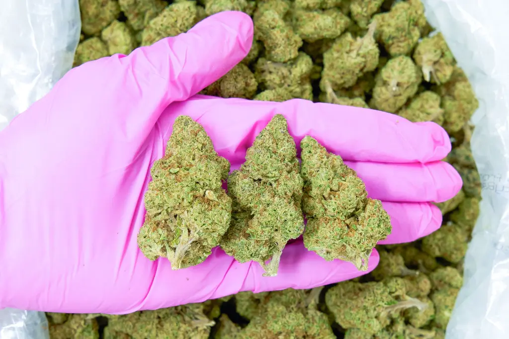 Pompei 4-9-26 PINK.webp