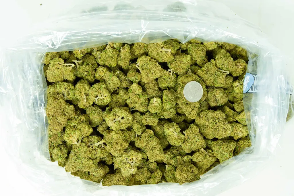 Sunset Sherbet 4-8-26 BAGpg (2).webp