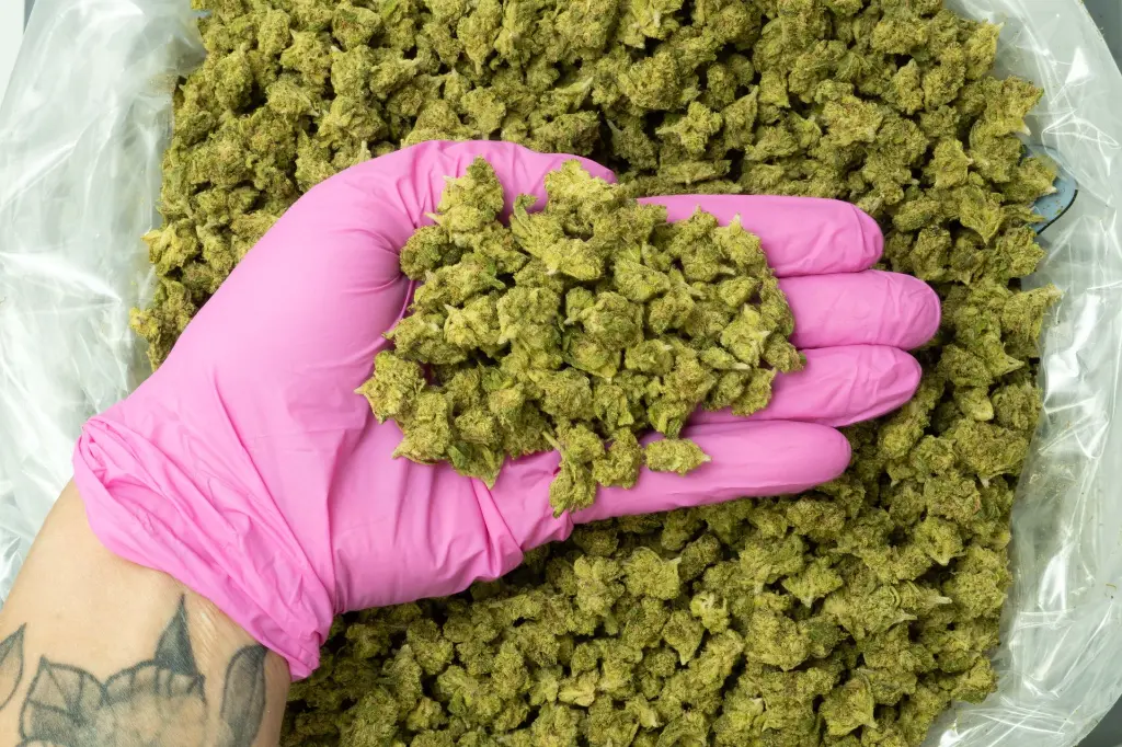 Lemon Zonkers Smalls 4-15-26 PINK.webp