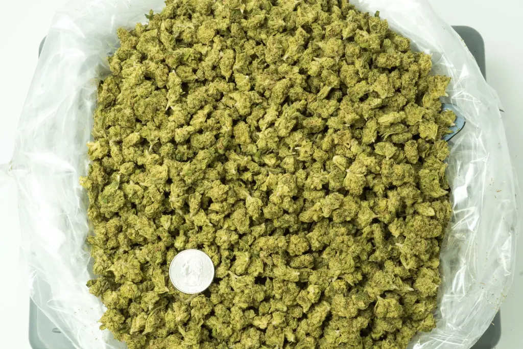 Lemon Zonkers Smalls 4-15-26 BAG.webp
