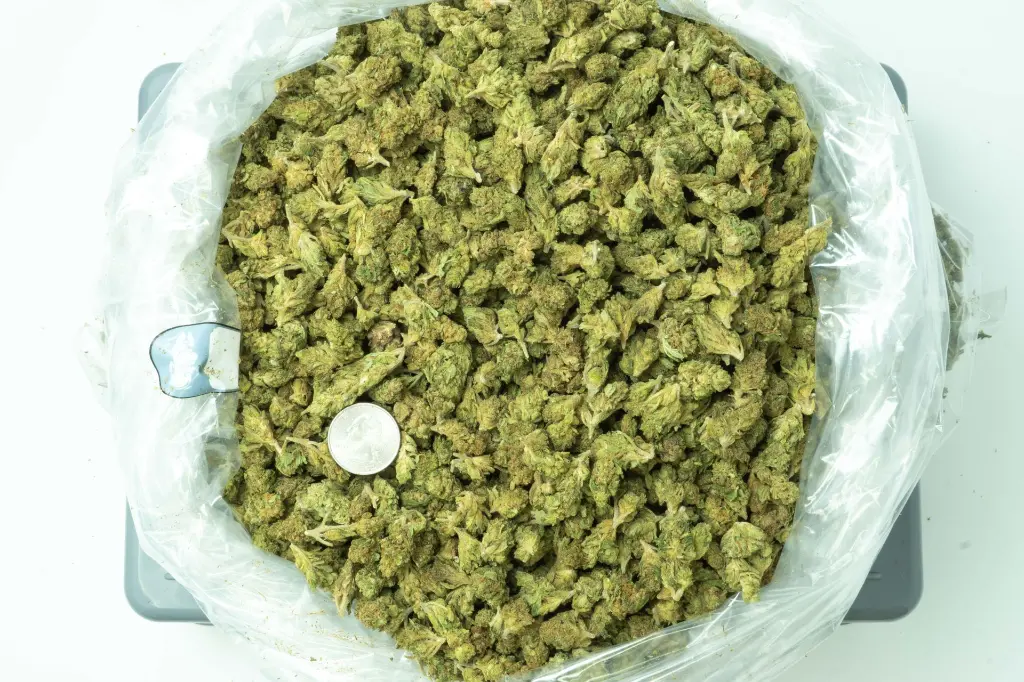 Lemon Drop Smalls 4-15-26 BAG.webp