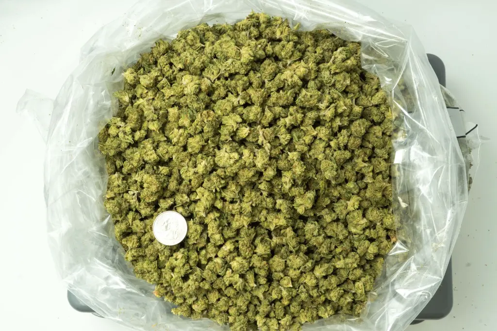 Animal Face Sherbet Smalls BAG.webp