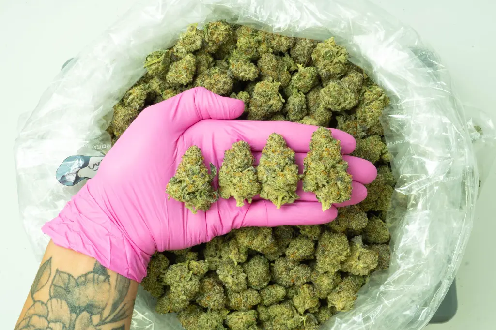 Blackberry Cavier 4-15-26 PINK.webp